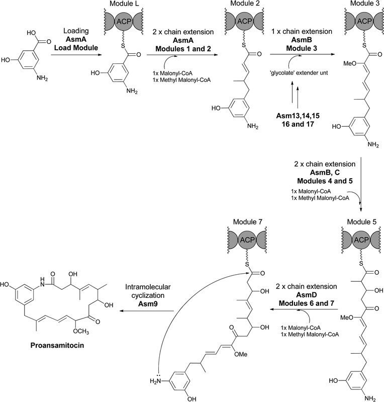 AHBA as starter unit for the proansamitocin PKS assembly line. Release of the full length chain by Asm9 creates the 19 membered macrolactam via internal attack of the AHBA amino group on the thioester carbonyl.