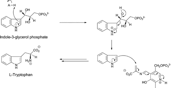 The processing of indoleglycerol-3-P to tryptophan by tryptophan synthase.