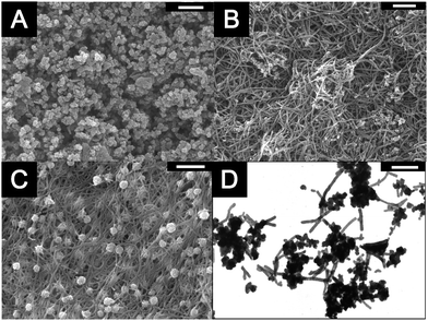 
          SEM images: (A) PPy granules oxidized by PtCl2 without V2O5 seeds; (B) PPy/Au nanofiber composites from the V2O5/pyrrole/AuCl system; (C) PPy/Pt nanofiber composites from the V2O5/pyrrole/PtCl4 system; and (D) TEM image of PPy/Pt nanofiber composites from V2O5/pyrrole/PtCl4, scale bar: 500 nm.
