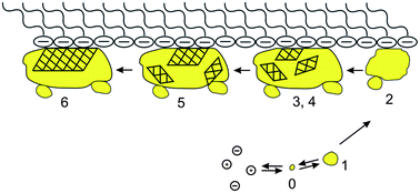 A schematic pathway of the mineralization under a stearic acid monolayer. Step 0: formation of prenucleation clusters. Step 1: aggregation of the clusters to form ACC nanoparticles. Step 2: clustering and growth of ACC particles at the interface of the monolayer. Step 3: the start of the crystallization: formation of poorly crystalline particles. Step 4: formation of nanocrystalline domains inside the amorphous particle. Step 5: oriented growth of the crystalline domain stabilized by the template. Step 6: formation and growth of oriented single crystals. Reproduced with permission from ref. 65. Copyright 2009, the American Association for the Advancement of Science.