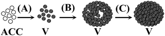 A schematic representation of the mineralization pathways of calcium carbonate under a DPPC monolayer. The formed ACC particles were transformed into vaterite crystals (A), self-aggregated into loosely-packed ellipsoidal, polycrystalline particles (B), and evolved into tightly-packed ellipsoidal, mesocrystals (C). (ACC: amorphous calcium carbonate; V: vaterite). Reproduced with permission from ref. 72. Copyright 2010, the American Chemical Society.