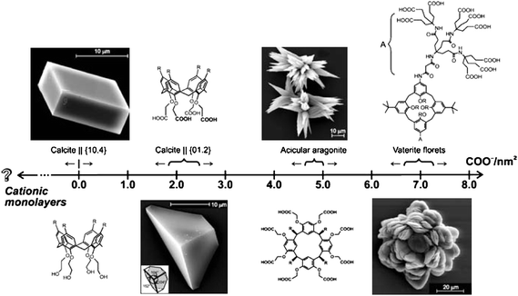 The effect of the charge densities of the macrocyclic polyacid monolayers on the growth of calcium carbonate. Polyacids are arranged in the direction of increasing (negative) charge density, which is expressed here as the number of carboxylate residues per unit area. (Charge density values were directly obtained from the Langmuir isotherms.) Reproduced with permission from ref. 76. Copyright 2007, Springer Science and Business Media.