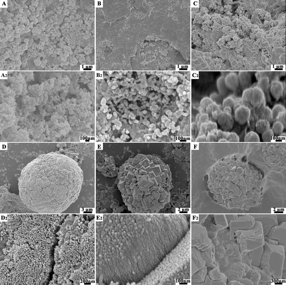 
          SEM images of the CaCO3 crystals formed from carboxyl-rich molecules stabilized by amorphous precursors under an insoluble chitosan scaffold at various reaction stages: (A, A2) firstly, the gel-like hydrated ACC precursor are nucleated; (B, B2) they are then transformed into the stable ACC nanoparticles; (C, C2) the stable ACC nanoparticles are transformed into calcite nanocrystals; (D, D2) they gradually grow into calcite polycrystals; (E, E2) the calcite polycrystals are oriented into the rough but faceted rhombohedral calcite mesocrystals; and (F, F2) finally formed into smooth rhombohedral calcite mesocrystals. Reproduced with permission from ref. 92. Copyright 2011, Wiley-VCH.