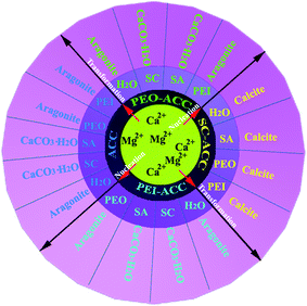 A schematic illustration of the transformation processes from amorphous calcium carbonate (ACC), trisodium citrate stabilized amorphous calcium carbonate (SC-ACC), poly(ethylene oxide) stabilized amorphous calcium carbonate (PEO-ACC), and poly(ethyleneimine) stabilized amorphous calcium carbonate (PEI-ACC) precursors to crystalline phases in various re-dispersion media. (SC: trisodium citrate; SA: sodium alginate; PEO: poly(ethylene oxide); PEI: poly(ethyleneimine). Reproduced with permission from ref. 125. Copyright 2011, the Royal Society of Chemistry.