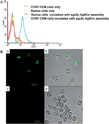 Specific recognition of CCRF-CEM cells with the sgc8c–AgNCs assembly. (A) The resulta of flow cytometry assays by counting 10,000 events. (B) The confocal laser scanning microscopy images of CCRF-CEM cells and Ramos cells incubated with sgc8c–AgNCs assembly. (a) and (b) represent the fluorescent image and merged image, respectively, of CCRF-CEM cells incubated with sgc8c–AgNCs assembly; (c) and (d) represented the fluorescent image and merged image, respectively, of Ramos cells incubated with sgc8c–AgNCs assembly. Scale bar is 20 μm.