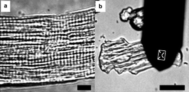 (a) A typical arrangement of sarcomeres over the surface of cardiomyocytes. Bar = 10 μm. (b) AFM cantilever and its position on the surface of a cardiomyocyte. Bar = 50 μm.