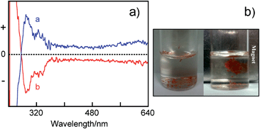 (a) CD spectra of (R)-1-Fe3O4-PT-NTs (a: blue) and (S)-1-Fe3O4-PT-NTs (b: red) in CHCl3. (b) Photographs of (R)-1-Fe3O4-PT-NTs in water (left) and their response to a magnet (right).