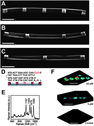 (A–C) FE-SEM images of 11111, 11011, and 10101-encoded NDCs, respectively. (D) Schematic representation of a three-strand DNA system. (E) Raman spectrum and (F) 3D scanning Raman images of DNA detection results at target concentrations of 50 pM, 5 pM, and control with no target (top to bottom, respectively). (Reprinted with permission from ref. 85, Qin et al., Nano Lett., 2007, 7, 3849; Copyright The American Chemical Society.)