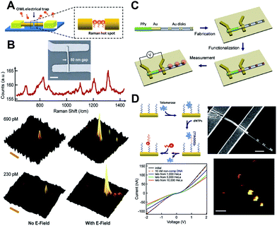 (A) An OWL-gap electrical device, with the trapped target molecules in the Raman hot spots. (B) An SEM image of a nanogap device in contact with electrodes and scanning Raman microscopy images showing that Raman intensities significantly increased owing to the accumulation of target DNA (at concentrations indicated) by an electric field into the nanogaps that function as Raman hot spots. (C) Schematic of the synthesis, device fabrication, surface functionalization, and measurement of hybrid PPy-rod/Au-rod/Au-disk pair nanostructures. (D) Schematic of telomerase binding and elongation on the Au nanostructure surface and current versus voltage plots of the AuPPy nanorod segment with binding of telomerase extracted from solutions of HeLa cells at different concentrations. (Reprinted with permission from ref. 89 and 90, Zheng et al., Angew. Chem., Int. Ed., 2008, 47, 1938 and Small, 2009, 5, 2537; Copyright Wiley.)