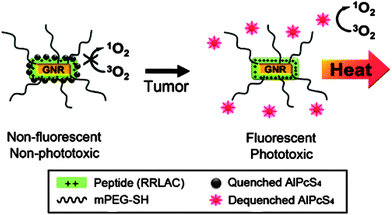 Schematic diagram of the gold nanorods conjugated with AlPcS4 for simultaneous NIR optical imaging and phototherapy.112