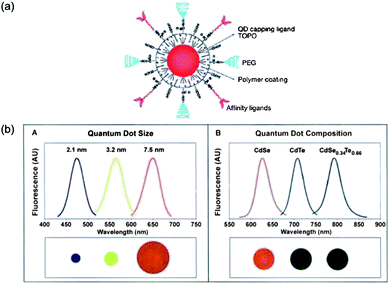 (a) Scheme showing multifunctional QDs for combined in vivo imaging and cancer targeting; (b) the changes of the emission wavelength by varying size and composition of CdSe and CdSeTe QDs.41,42