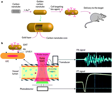 Illustration of gold–carbon nanotube for photoacoustic and photothermal diagnosis and therapy.67