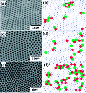 Schematic representation of the application of the Voronoi polygon method to assess the order of honeycomb structured porous films. (a, c, e) SEM images of the porous membranes, (b, d, f) corresponding Voronoi diagrams. Different conditions and solvents were used for each membrane (a) casting from chloroform, (c) casting from THF, and (e) spin coating from THF. Re-printed from M. S. Park and J. K. Kim, Breath figure patterns prepared by spin coating in a dry environment, Langmuir, 2004, 205, 5347–5352.