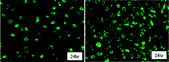 Fibroblast attachment on honeycomb films after 24 h incubation. Pore size between 1 and 2 μm (left) and pore size below 1 μm (right). Reprinted from D. Beattie, K. H. Wong, C. Williams, L. A. Poole-Warren, T. P. Davis, C. Barner-Kowollik and M. H. Stenzel, Honeycomb-structured porous films from polypyrrole-containing block copolymers prepared viaRAFT polymerization as a scaffold for cell growth, Biomacromolecules, 2006, 7(4), 1072–1082.