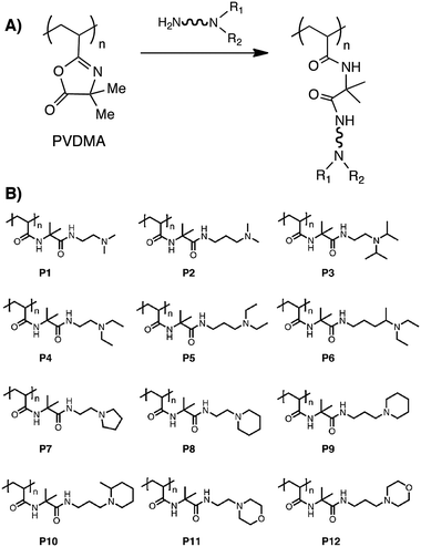 (A) Treatment of PVDMA with a small-molecule diamine containing both tertiary and primary amines results in a tertiary amine-functionalized polymer. (B) A library of amine-functionalized polymers generated by parallel synthesis using PVDMA and 12 different diamine molecules. Adapted with permission from ref. 15. Copyright 2010 The Royal Society of Chemistry.