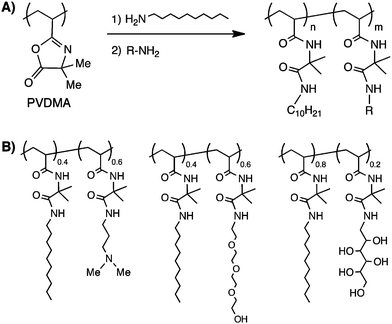 (A) Schematic showing synthesis of amphiphilic copolymers by sequential addition of hydrophobic and hydrophilic primary amines (designated as R) to PVDMA. (B) Structures of amphiphilic copolymers synthesized using this approach.