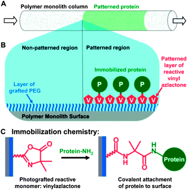 Schematic illustration of the process used to spatially pattern proteins within an azlactone-functionalized monolith. (A) Illustration of a monolith patterned in well-defined areas with protein (green). (B) The proteins are patterned by first immobilizing a layer of PEG on the monolith to prevent non-specific adsorption. VDMA is then photografted in defined areas of the monolith using a photomask. Proteins can then react selectively with regions patterned with VDMA through nucleophilic ring opening reactions (reaction shown in C) between lysines on the proteins and available azlactonegroups on the monolith. Reproduced with permission from ref. 47. Copyright 2007 American Chemical Society.