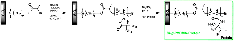 Synthesis of reactive polymer brushes by surface-initiated ATRP of VDMA and subsequent immobilization of proteins. Adapted with permission from ref. 58. Copyright 2008 American Chemical Society.