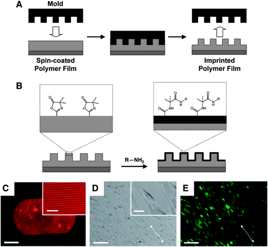 (A) Schematic illustration the nano-imprinting process used to transfer nanometre- or micrometre-scale topographic features to a thin film of a reactive, azlactone-containing polymer. (B) Schematic illustration of post-fabrication modification of the surfaces of imprinted films by reaction of azlactone functional groups with amine-functionalized nucleophiles. (C) Fluorescence microscopy image of a nano-imprinted thin film of PVDMA (pitch of patterned lines = 4 μm) functionalized by treatment with the amine-functionalized fluorophore tetramethylrhodamine cadaverine (TMR-cadaverine). (D, E) Phase contrast (D) and fluorescence microscopy (E) images of NIH 3T3 fibroblasts (stained with Calcein AM) seeded on a thin film of poly(VDMA-co-MMA) imprinted with a topographic pattern of lines similar to that shown in (C). Scale bars: (C) 500 μm (20 μm for inset), (D–E) 100 μm (25 μm for inset in D). Adapted with permission from ref. 59. Copyright 2009 American Chemical Society.