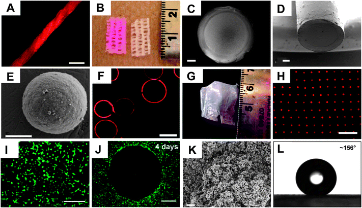 (A) Fluorescence microscopy image of a cotton thread coated by ‘reactive’ layer-by-layer assembly of PEI and PVDMA, and subsequently treated with a primary amine-functionalized fluorescent dye (TMR-cadaverine). (B) Digital picture of a strip of commercial gauze coated with PEI/PVDMA (followed by treatment with TMR-cadaverine; left) and an uncoated/untreated strip of gauze (right) used as a control. (C–E) SEM images of (C, D) the film-coated end of a glass capillary and (E) a CaCO3 microparticle coated with a reactive PEI/PVDMA film. (F) Confocal microscopy image of hollow microcapsules fabricated by fabrication of PEI/PVDMA films on (and subsequent etching of) sacrificial glass microspheres (films in this example were reacted with TMR-cadaverine). (G) An image of a free-standing PEI/PVDMA film obtained by removal from an underlying planar silicon substrate. (H) Fluorescence micrograph of a TMR-functionalized free-standing PEI/PVDMA film film similar to that shown in (G) transferred onto a planar glass substrate patterned with an array of microholes. (I–J) Fluorescence microscopy images of COS-7 cells either (I) 24 h or (J) 4 days after seeding on planar glass substrates coated with (I) an unmodified (i.e., azlactone-containing) PEI/PVDMA film or (J) a PEI/PVDMA film patterned by treatment with a small spot of d-glucamine (in the center of the image; regions surrounding this spot were subsequently treated with the hydrophobic alkylamine n-decylamine). Cells were stained with the live cell stain Calcein AM prior to imaging to aid in visualization of cell locations and morphologies. (K) SEM image of a 100-bilayer PEI/PVDMA film (fabricated in the presence of cyclic azlactone-functionalized oligomers, see text) treated with the semi-fluorinated amine heptadecafluoroundecylamine. The image was acquired after soaking the film in water for 6 weeks. (L) Image of a water droplet (4 μL) on the surface of a heptadecafluoroundecylamine-treated film similar to that shown in (K) showing a contact angle of >150° after immersion in water for 6 weeks. Scale bars correspond to (A) 500 μm, (B) scale in cm, (C–D) 200 μm, (E) 2 μm, (F) 30 μm, (G) scale in cm, (H) 100 μm, (I) 300 μm, (J) 500 μm, and (K) 2 μm. Adapted with permission from ref. 72–76,79. Copyrights to the American Chemical Society, John Wiley and Sons, and The Royal Society of Chemistry.