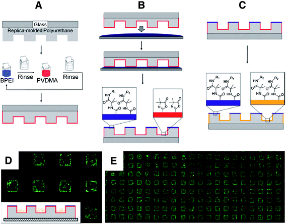 Schematic showing: (A) Replica-molded polyurethane microwell array (gray) on a glass slide, coated with PEI/PVDMA films using reactive layer-by-layer assembly. (B) Process for selective chemical functionalization of the regions on the top surfaces of microwells (i.e., the areas between the wells) by inverting and exposing the film-coated arrays to a thin film of an aqueous solution of an amine-functionalized molecule. (C) Subsequent functionalization of remaining, unreacted azlactonegroups inside the wells by immersion of film-coated arrays in a second aqueous solution containing a different amine-functionalized molecule; this process yields dual-functionalized arrays. (D) The growth of cells seeded on film-coated arrays patterned with glucamine in areas outside of the wells was confined to the microwells, as shown in the fluorescence microscopy image. (E) A lower magnification image of the same cell-seeded array shown in (D), demonstrating that the patterning of cells within wells is maintained with fidelity over large areas of the substrate. Cells were stained with Calcein AM prior to imaging. Microwell dimensions in (D) and (E) are 300 μm on each side. Adapted with permission from ref. 78. Copyright 2011 American Chemical Society.