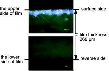 Fluorescent microscopy images of the cross-section of PMMA films treated with RF–(IEM)x–(Ad-HAc)y–RF/C60nanoparticles.