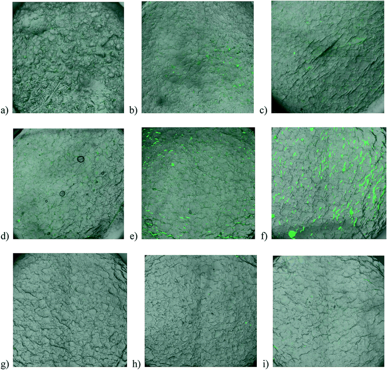 Overlay of images from transmission and confocal fluorescence microscopy of substrates immersed in labelled insulin. Unmodified PP after (a) 1 hour, (b) 4 hours, and (c) 24 hours; PP-g-PDMAAm after (d) 1 hour, (e) 4 hours, and (f) 24 hours; PP-g-PPEGMA after (g) 1 hour, (h) 4 hours, and (i) 24 hours.