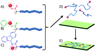 Radiolabelled polymers with different end groups; A) methyl, B) benzyl and C) 9-hydroxyfluorene terminated. D) Labelled polymers in aqueous solution and E) adsorption onto surfaces.