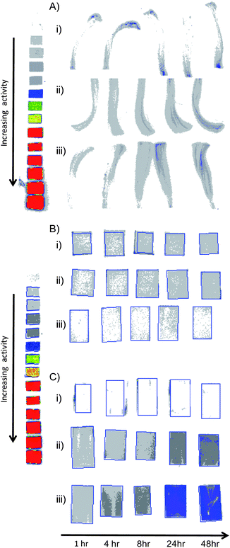 
            Autoradiography (storage phosphor imaging) images of radiolabelled poly(2-(diethylamino)ethyl methacrylate) adsorbed onto A) hair, B) filter paper and C) photographic paper. Poly(2-(diethylamino)ethyl methacrylate) has varying initiator-derived end-groups: i) methyl, ii) benzyl and iii) 9-hydroxyfluorenyl. Experiment-relevant autoradiography standards are shown for comparison.