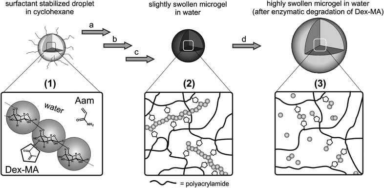 Schematic representation of the concept of enzymatically degradable poly(AAm-co-Dex-MA) microgels: synthesis and degradation. (1) Surfactant stabilized droplets in cyclohexane containing acrylamide and Dex-MA dissolved in water. Nanogel formation: (a) free radical copolymerization; (b) washing with cyclohexane and freeze drying; and (c) swelling in water, washing with water, freeze drying and transfer to water to obtain slightly swollen microgels (2). Enzymatic degradation: (d) addition of dextranase leads to highly swollen microgels (3) due to cleavage of Dex-MA.