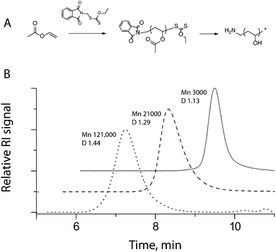 (A) Schematic illustration of the synthesis of amine-functionalized PVA via RAFT mediated polymerization of VAc, removal of the terminal phthalimideprotecting group and saponification. (B) Gel permeation chromatography elution profiles for three representative samples of PVAc obtained viaRAFT polymerization. Subsequent hydrazinolysis and saponification yielded amine-terminated PVA samples with calculated molecular weights (left-to-right) of 60, 10 and 1.5 kDa.