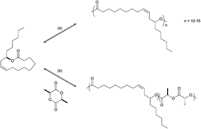 ROP of ricinoleic acid derived lactone. (a) Sn(octoate)2 or Me3SiONa, THF, 40 °C; (b) Sn(octoate)2, bulk, 135 °C.