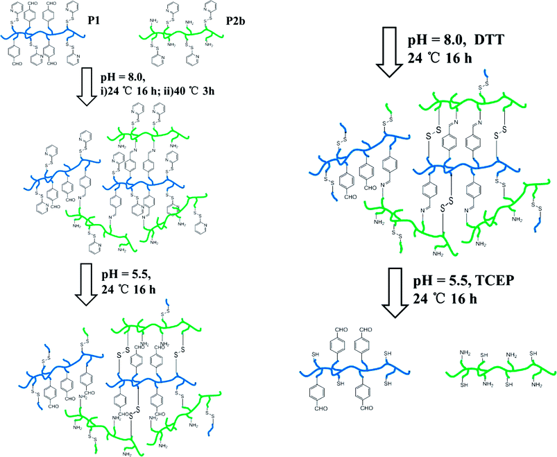 Reversible response of the CCS polymer to redox and pH.76