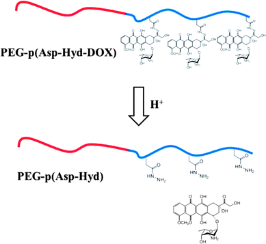 The release of DOX from the polymer.84