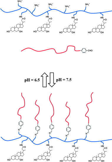 Reversible linkage between the PEG block and the polymer main chain.72