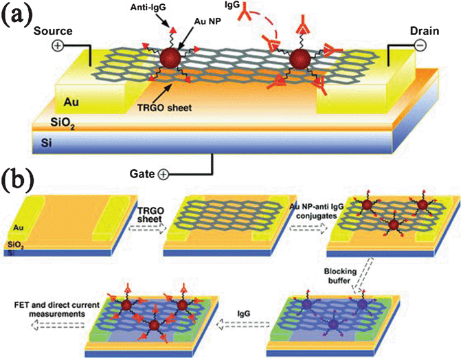 (a) Schematic of the FET device. (b) Schematic illustration of the FET biosensor fabrication process. Reprinted with permission from ref. 509. Copyright 2010, John Wiley & Sons, Inc.