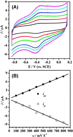 (A) Cyclic voltammograms of Hb-mesoporous carbon modified GC electrode in a 0.01 M PBS buffer (pH 7.4) at different scan rates (from 100 to 600 mV s−1, inside to outside). (B) The plots of the reduction and oxidation peak currents i against the scan rate v.