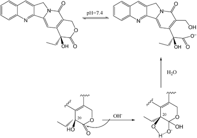 Proposed mechanism of the conversion of the lactone ring to the carboxylate form of CPT.10