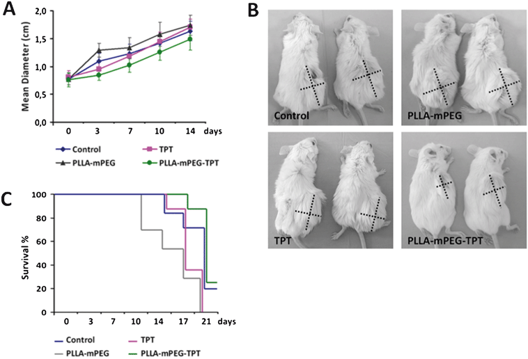 (A) The change in 4T1 breast tumors' sizes during 14 day follow-up in groups treated with control saline, TPT solution, PLLA-mPEG, and TPT-loaded PLLA-mPEG. (B) Representative photographs of two mice bearing 4T1 tumors from each experimental group are shown. The dashed lines indicate the perpendicular diameters of the tumors. (C) Survival percentages of the mice bearing 4T1 breast tumors during the treatment period can be seen.