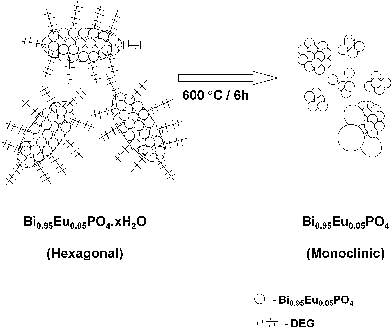 Schematic illustration showing the conversion of cocoon-like morphology of Bi0.95Eu0.05PO4 stabilized by DEG into random spherical aggregates by heating at 600 °C by loss of DEG.