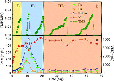 Evolution of BMM/VSS concentrations (a) and TMP (b) over operating time.