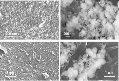 
              Silica precipitates in the presence of PEGP+-4000 (100 ppm, left; 150 ppm, right) after 7 days.