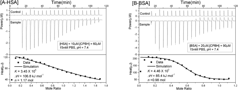 
              Thermogram of CPBH binding to HSA[A] and BSA[B]. [A] HSA-CPBH system. The concentration of HSA is 10 μM in 15 mM PBS, pH = 7.4, whereas the concentration of CPBH is 60 μM. [B] BSA-CPBH, the concentration of BSA is 20 μM in 15 mM PBS, pH = 7.4, while 160 μM CPBH serves as the titrant. Each peak in the upper panel represents a single injection of the CPBH solution into the protein solution. The panels at the bottom show the plots of the amount of heat liberated per injection as a function of the molar ratio of the CPBH to the protein. The solid line represents the simulation results from the data of the titration using the NanoAnalyze software purchased from TA Instruments, USA.