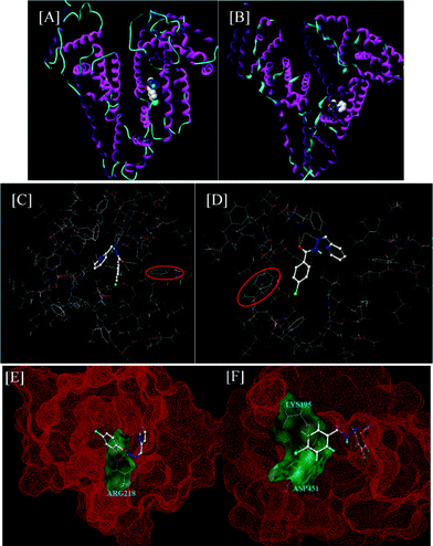 The docking results of CPBH and SA system. The binding site of CPBH in BSA[A] and HSA[B]. The configuration of CPBH in the binding site of BSA[C] and HSA[D] and the residues lying around the binding sites. CPBH is shown in space-filling model with the hydrogen bonds shown. Involved tryptophan residues are in the red circle. [E] The surface model of CPBH in the binding site of the BSA. The surface of the BSA is a red line, while Arg218 is shown in green. [F] The surface model of CPBH in the binding site of the HSA. The surface of the HSA is a red line, while Lys195 and Asp451 are in green.