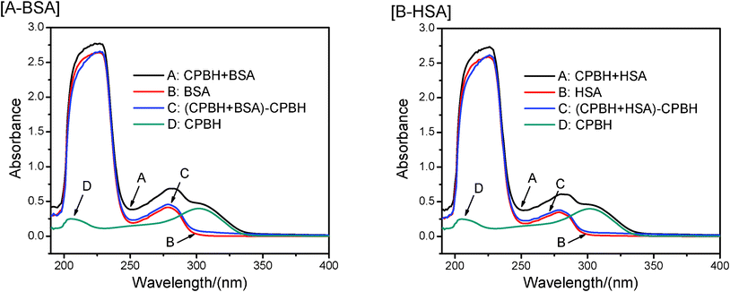 
            UV-vis absorption spectra of CPBH, SA and SA–CPBH system. [A] for CPBH–BSA system, [B] for CPBH–HSA system. c(BSA/HSA) = c(CPBH) = 10 μM