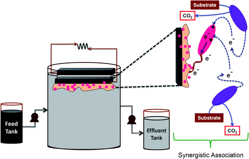 Schematic details of the MFC operation and the mechanism of synergistic association