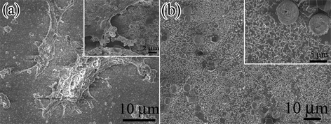 Typical SEM images of MC3T3 cells cultured on (a) CaCO3–chi NFs/SS scaffold, and (b) CaCO3–chi NWs/SS scaffold, respectively. Inset corresponds to the respective magnified SEM images of (a) and (b).