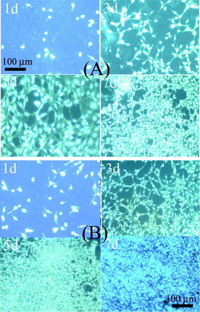 DAPI fluorescence staining of MC3T3 cells cultured on (A) CaCO3–chi NWs/SS, and (B) CaCO3–chi NFs/SS, the scale bar = 100 μm for all the images of (A) and (B).