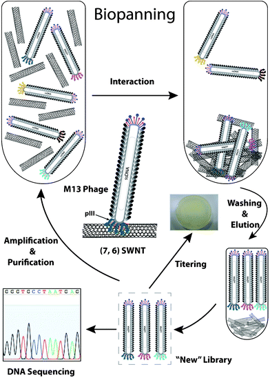 Schematic illustration of biopanning experiment against CNT-76-enriched SWCNTs.