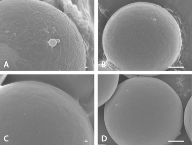 
            FESEM images of microsphere experiments showing that SWCNTs bind to phage coated microspheres through different phages. (A) Microspheres coated with selected phage clone after 6-round biopanning. The white threads are SWCNT bundles while the while particles are believed to be salt. (B) Microspheres coated the phage eluate after the first round of biopanning. Tiny SWCNT bundles can be observed. (C) No phage coating on microspheres. Very tiny SWCNT bundles can be seen due to the van der Waals force. (D) Wild-type phage coating on microspheres. Very tiny SWCNT bundles can be seen due to van der Waals force or background binding. The scale bars are 100 nm in A and C, and 1 μm in B and D.